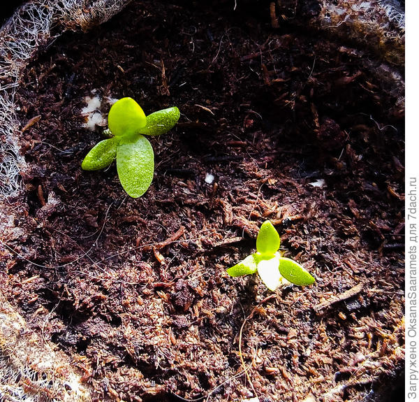 Вторая пара настоящих листьев начинает расти