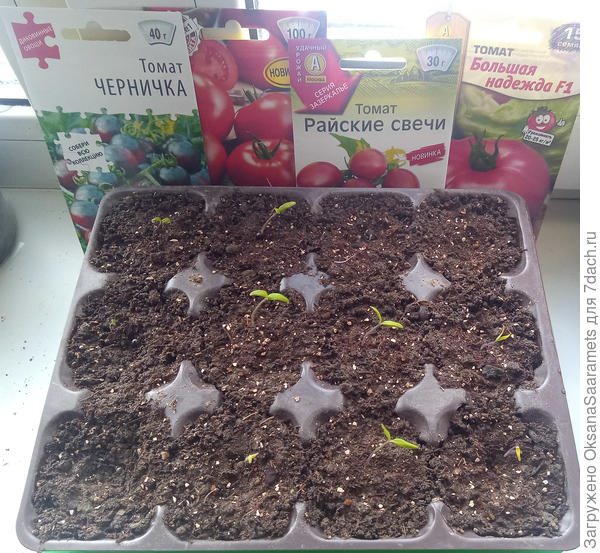 Всходы томатов 22.03.2023