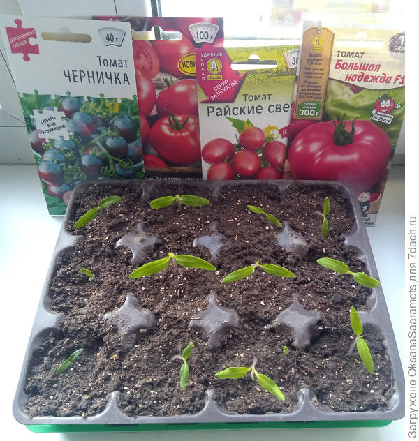 Всходы томатов 26.03.2023