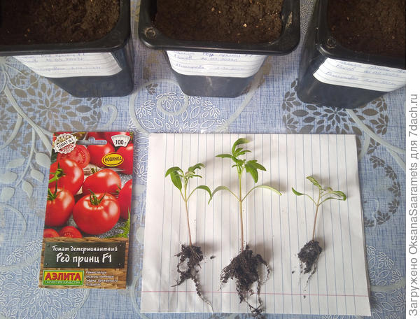 Ред принц F1