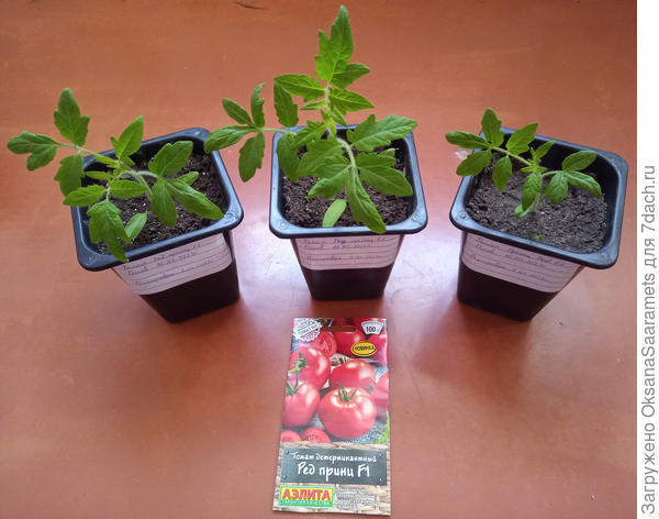 Томат Ред принц F1