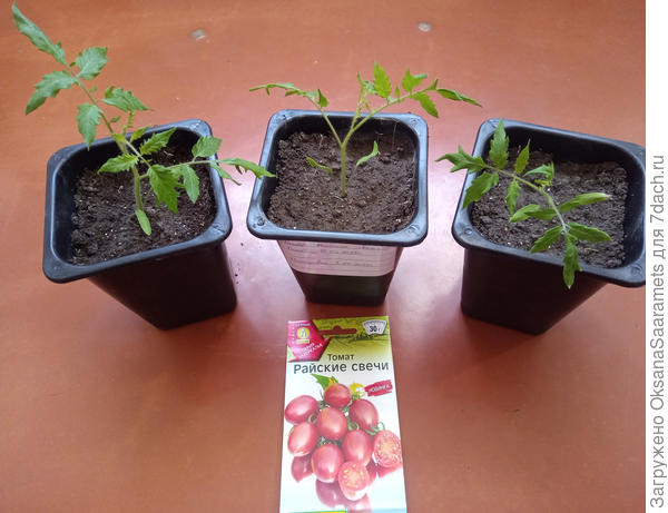 Томат Райские свечи