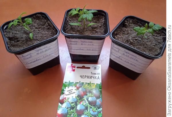 Томат Черничка