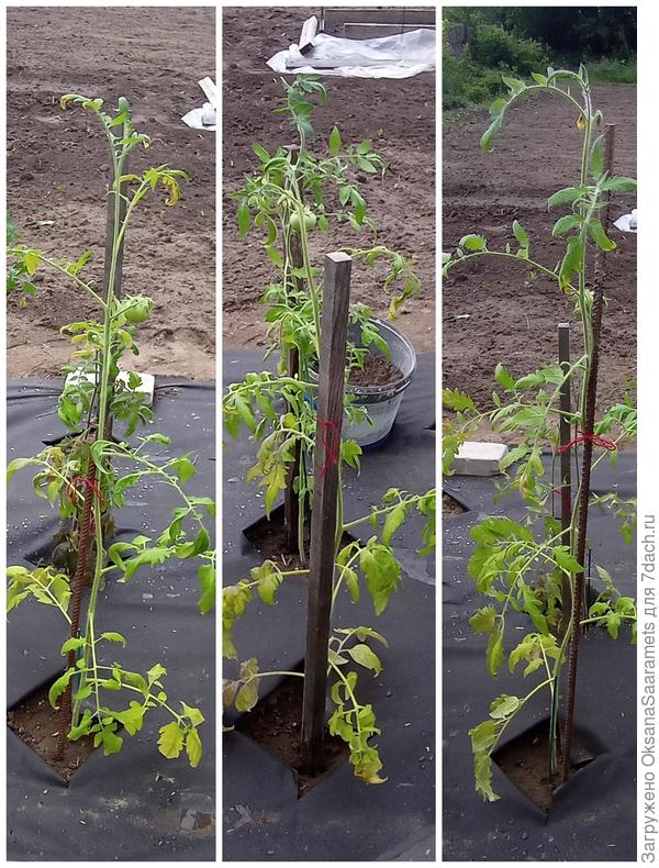 Томат Большая надежда F1