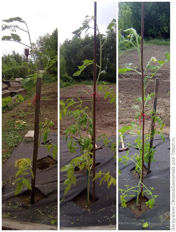 Томат Ред принц F1