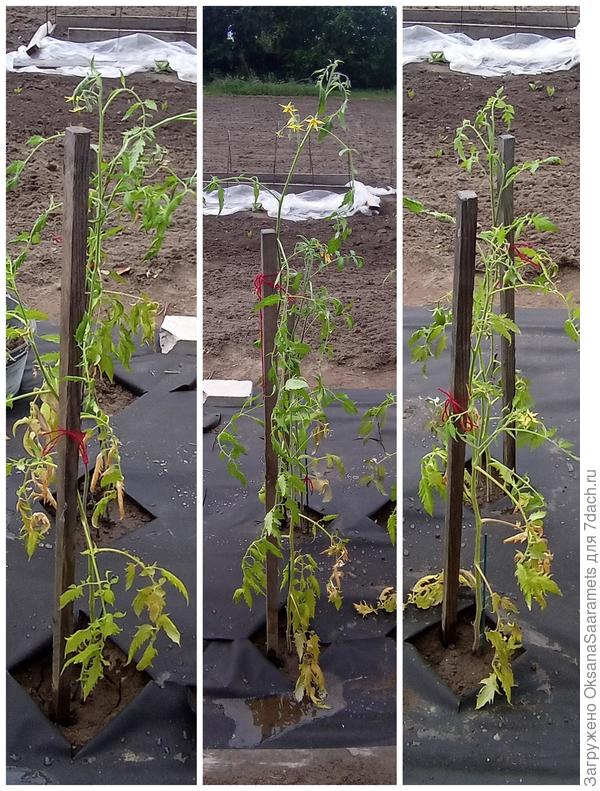 Томат Райские свечи