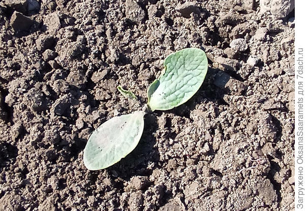 Первый лист