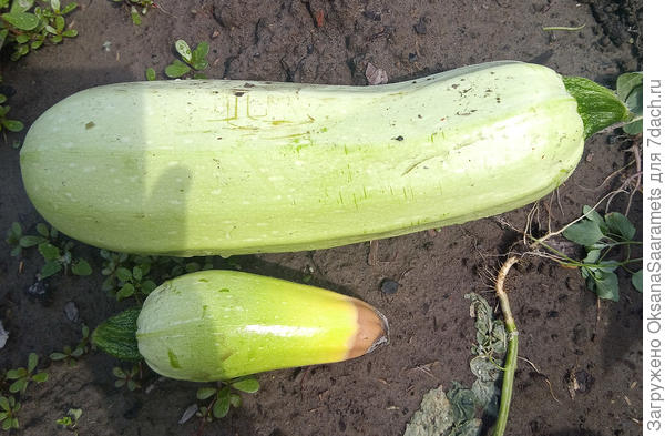 Zucchini