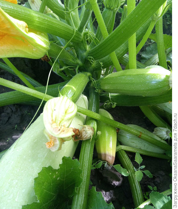 Zucchini