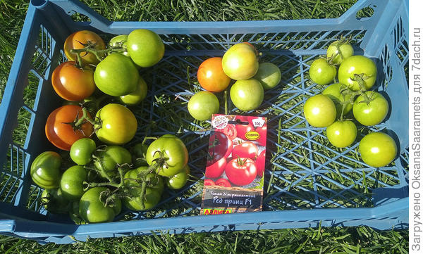 Основной сбор