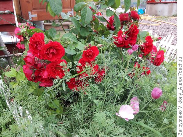 не знаю как называется(досталась от старых хозяев)