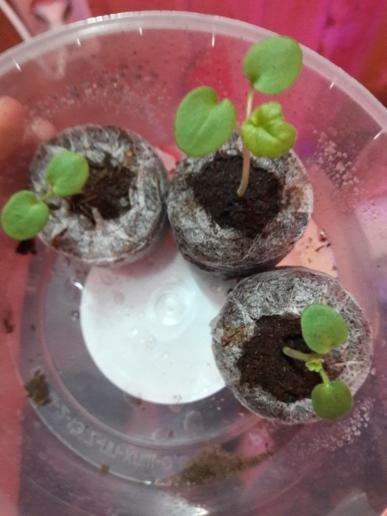 Пеларгония (сеяла много, но коты (вырвары) все уничтожили, спасла только три штучки)))