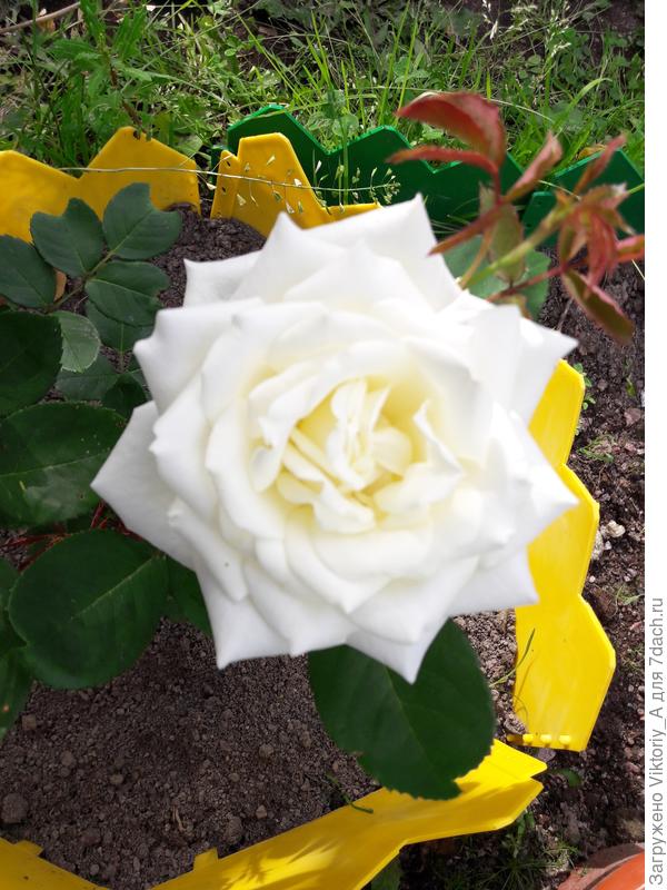 покупала розу Madonna, а выросла вот такая красота