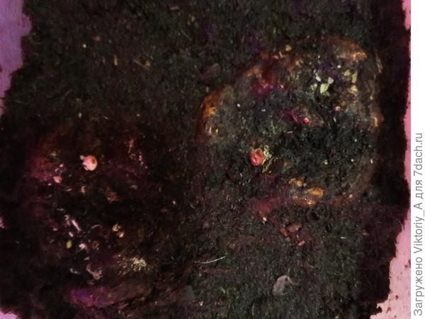 Бегония клубневая - проснулась