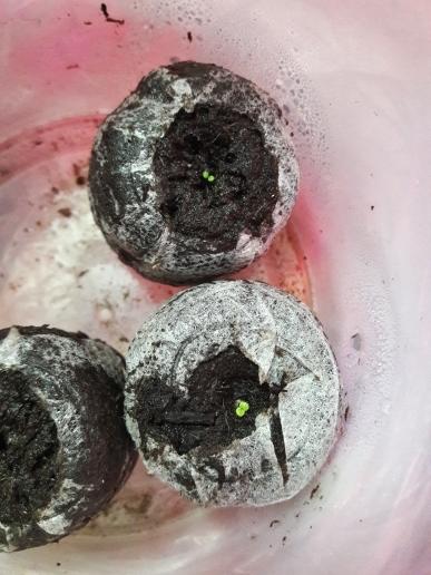 Глоксиния (из 3 семечек взошли 2), но не теряю надежды(вдруг и третья проснется)