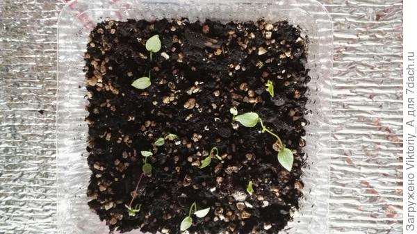 взошел дельфиниум (месяц пролежал в холодильнике)