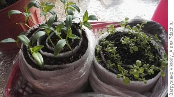 перцы и астры