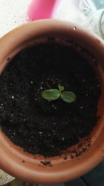 пересажен на постоянное место