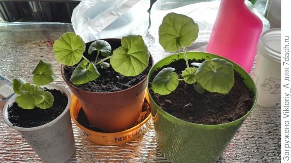 герань уже пересадила в емкости побольше