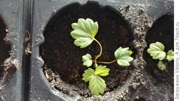 земляника Али баба