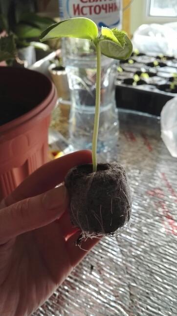 огурец - Домосед