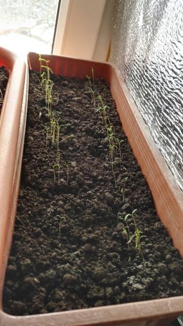 экспериментальный укроп начинает всходить
