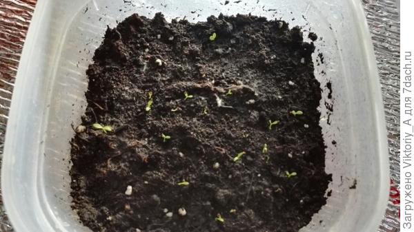 примула тоже растет