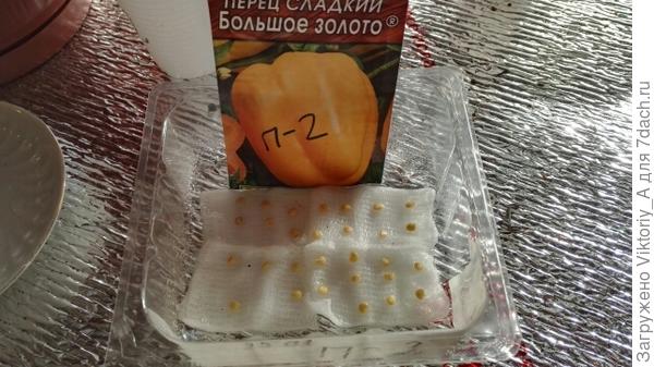 Семена готовятся к проращиванию