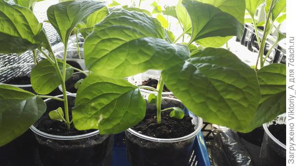 Еле нашла его, чтобы сфотографировать)))