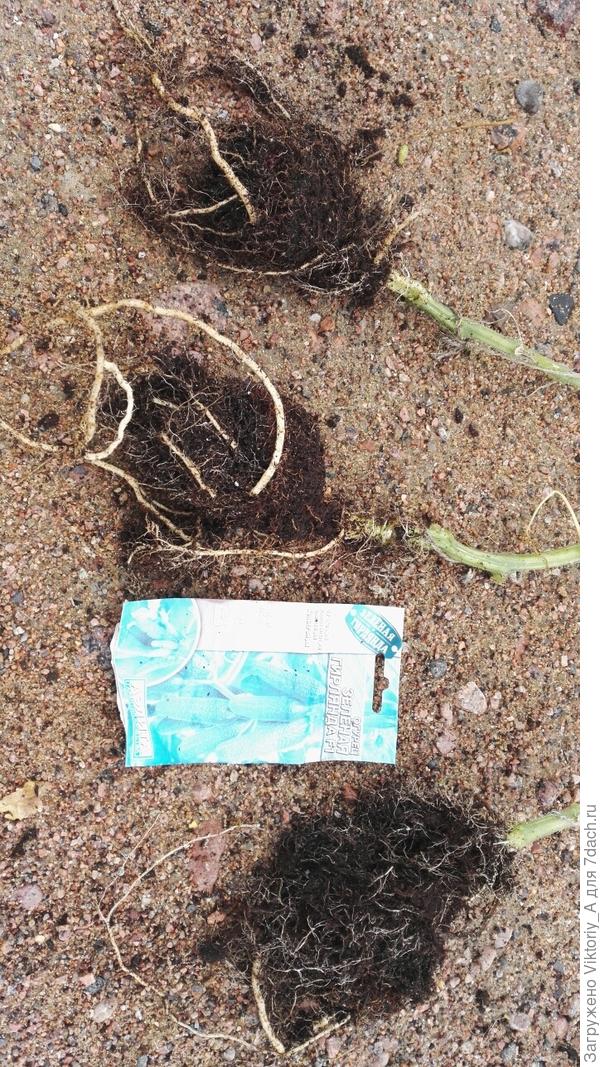 корневая система