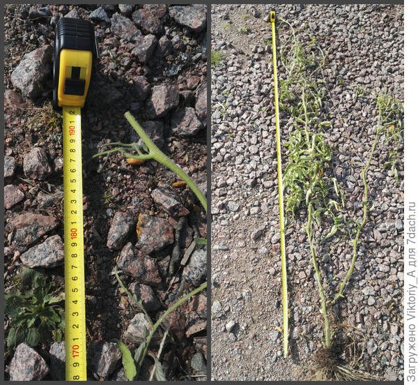 Пузата Хата