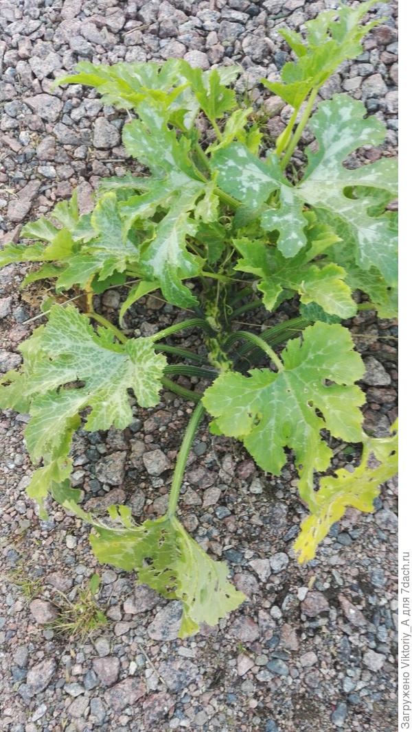 удаленный куст