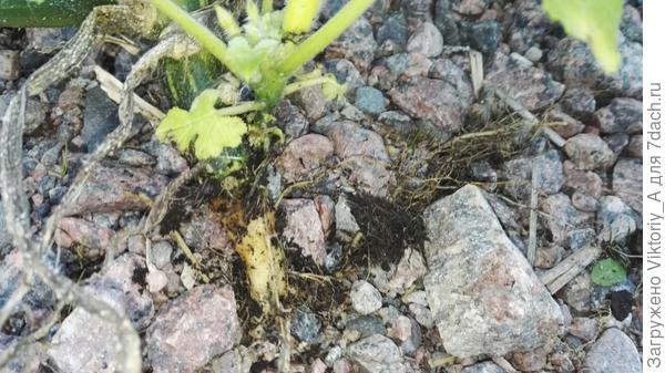 корневая система