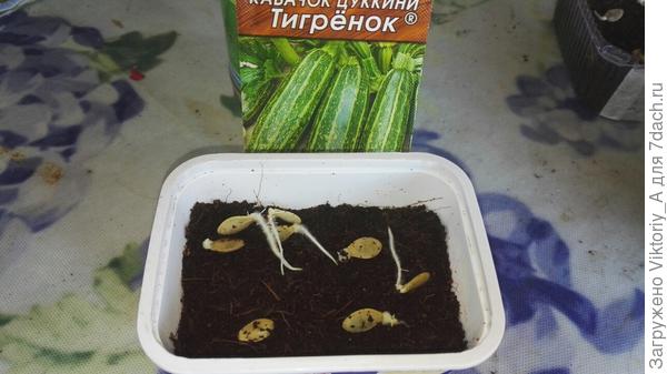 Тигренок