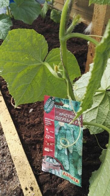 первые завязи