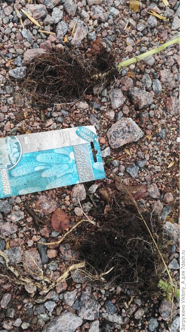 корневая система