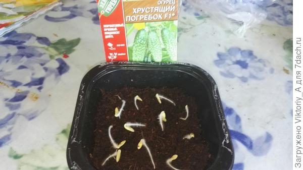 Хрустящий погребок