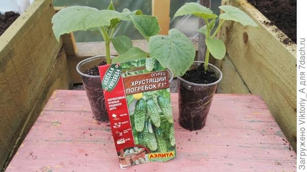 перед высадкой