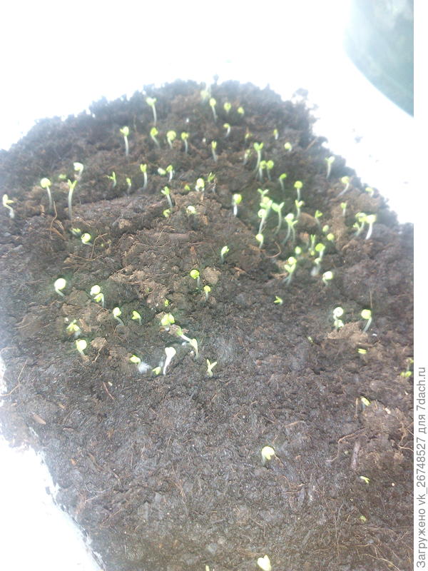 Тимьян, поменян 7 февраля.