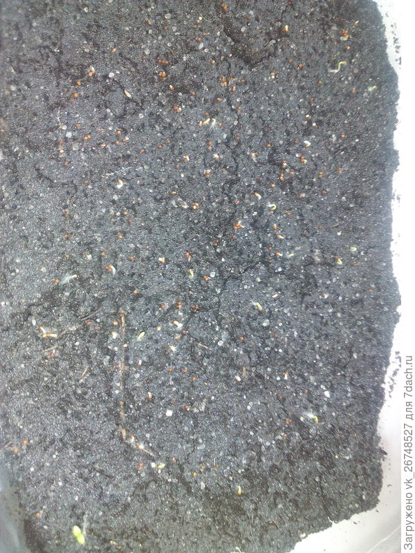 Появилась петунья, посеяла 7 февраля