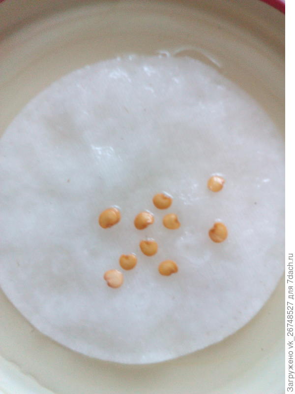 в растворе эпина