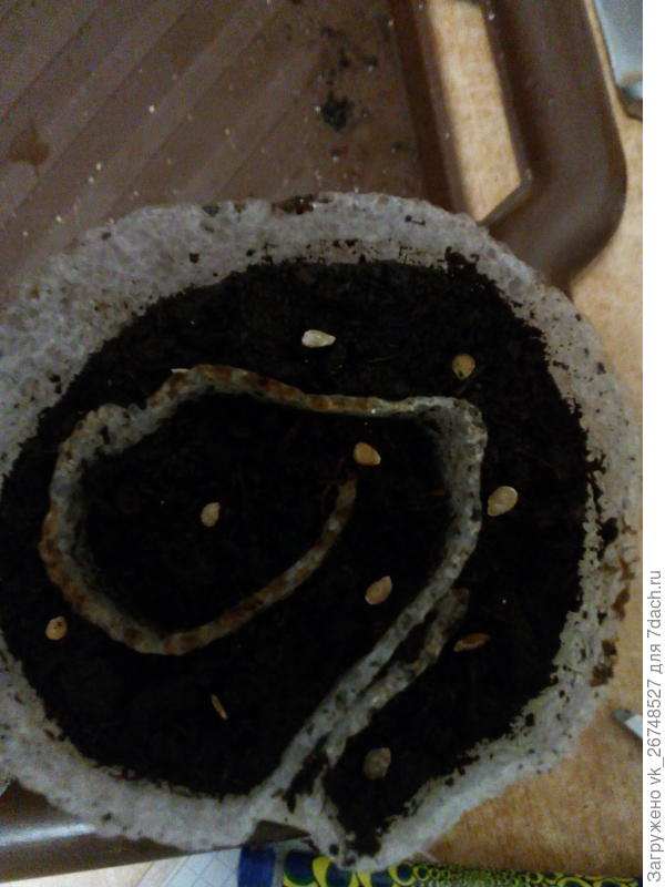 посев в улитку