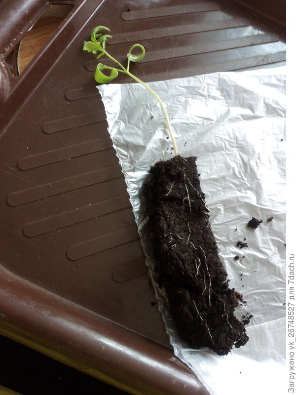 пикировка в пеленки