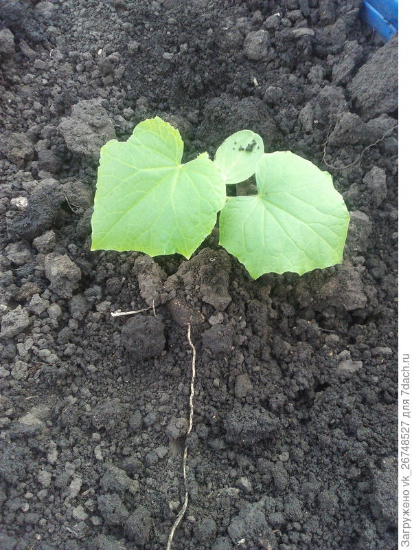растения заглублены по семядольные листья
