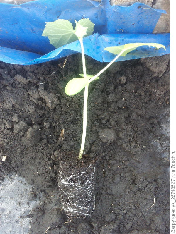 вот такая корневая система