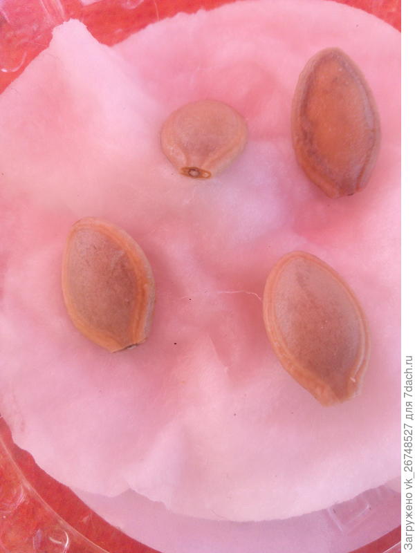 проклюнулись