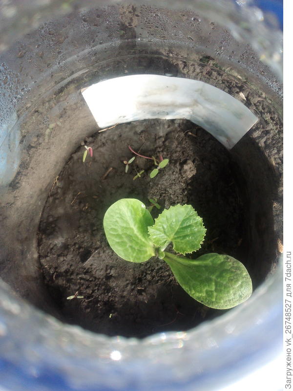 настоящий лист