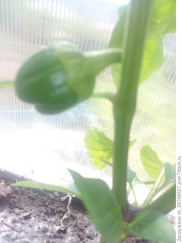 появился перчик