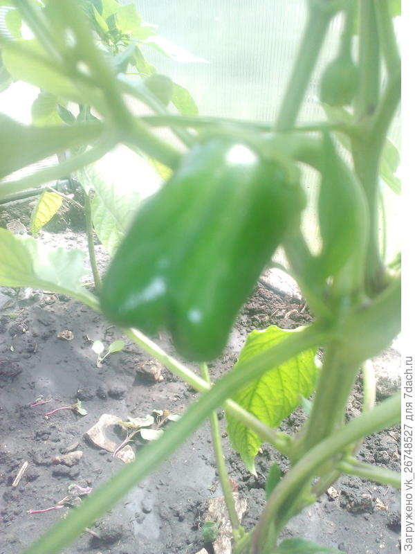 перец на 19.06