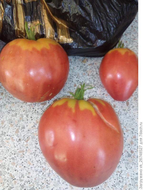 первый урожай